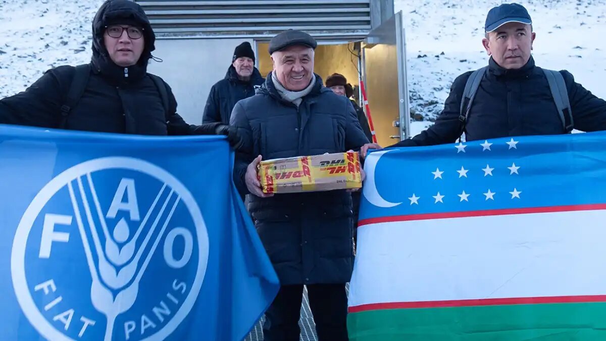 Фото:Джонатан Джейкобсон, NordGen/Svalbard Global Seed Vault
Семена из Узбекистана поступили на хранение во Времирное хранилище на Шпицбергене