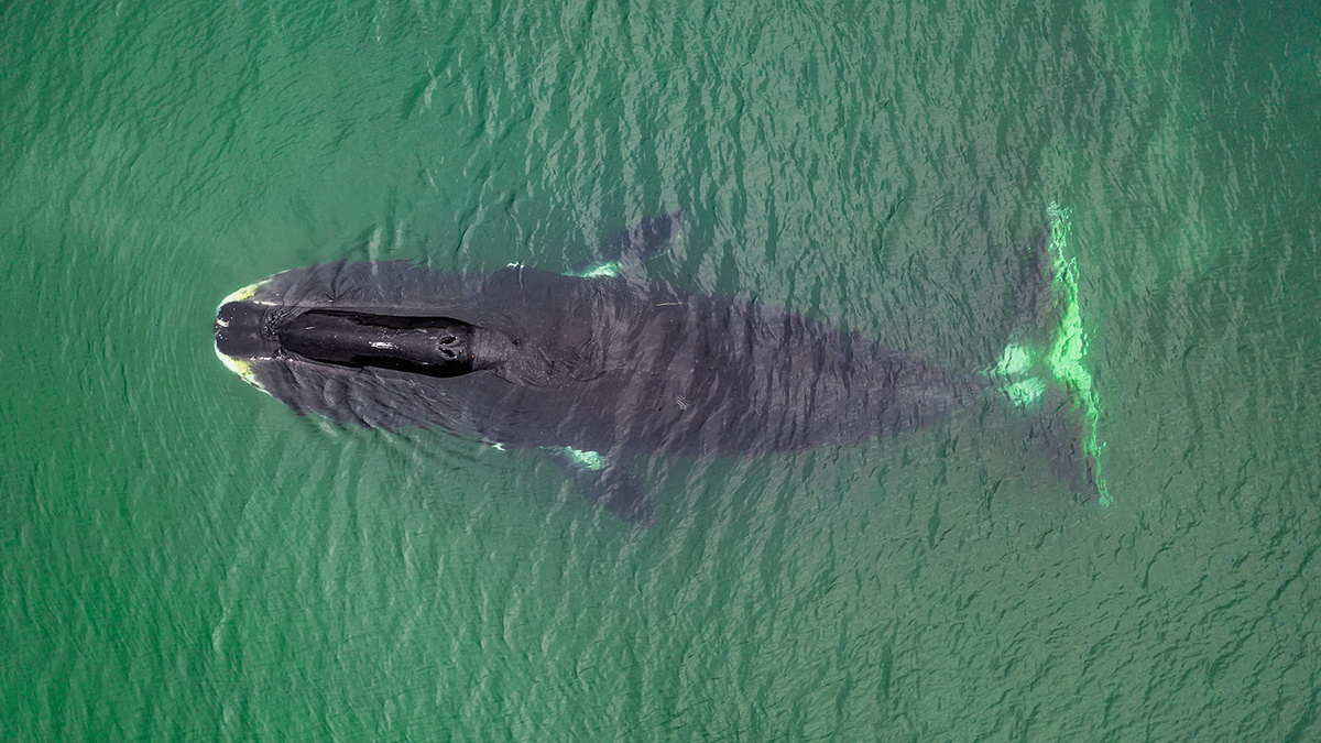   wildestanimal / Adobe Stock