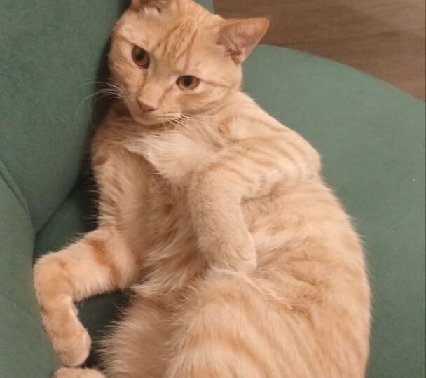 В Ставрополе пропал рыжий кот по кличке Марсик