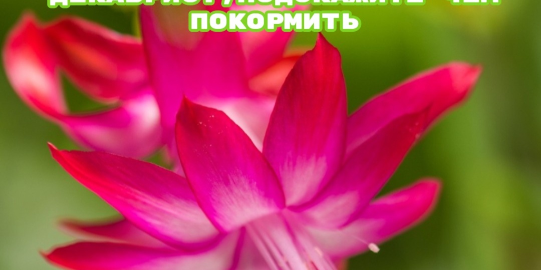 ❓Два года не цветет декабрист,что не так с ним, подскажите чем покормить.