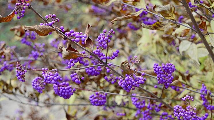 Сиреневое чудо осени: опыт выращивания красивоплодника в саду и в горшках