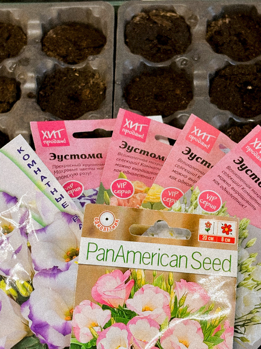 Семена «ирландской розы»