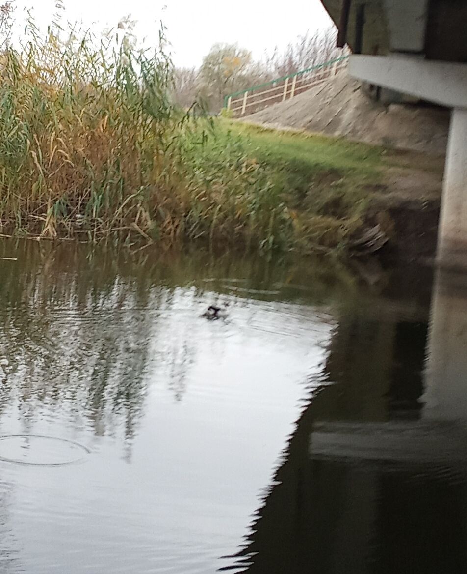 Не очень качество. На реке чёрно-белый лебедь.