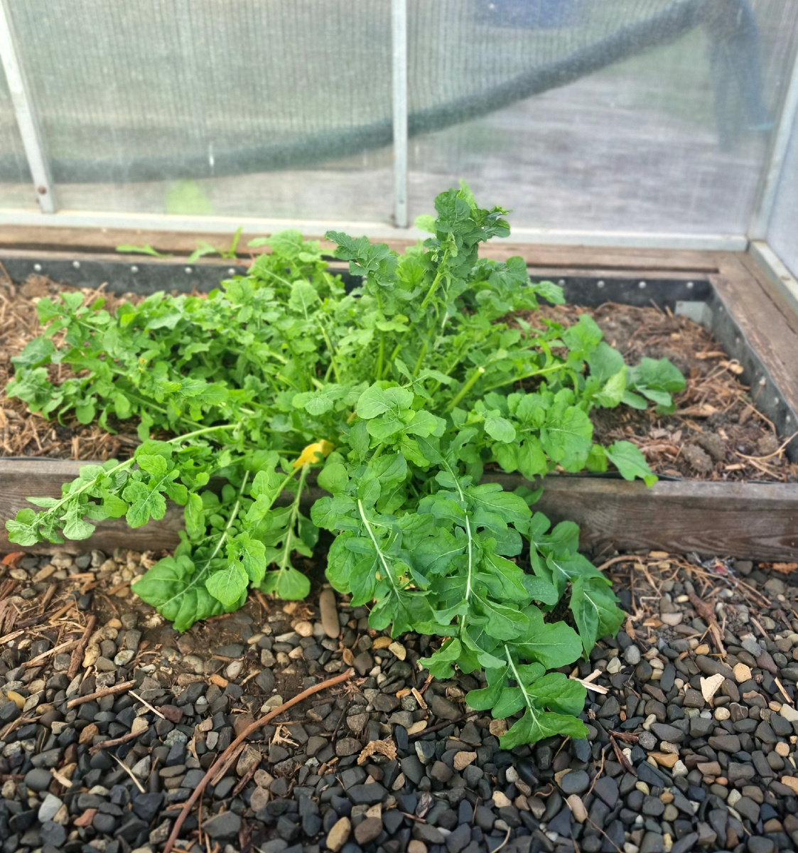 Куст рукколы в моей теплице. Фото: Зеленая леди, сад, семья и томатный сок