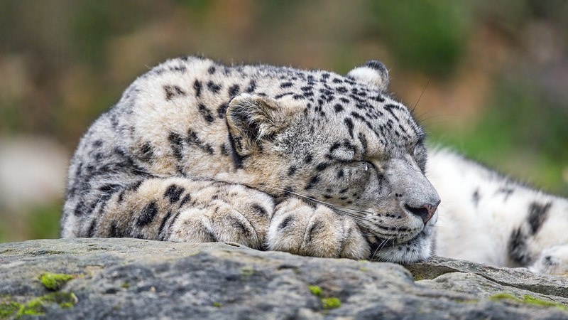 (с) Tambako the Jaguar. Однако для снежного барса сон — это не выбор, а стратегия выживания.