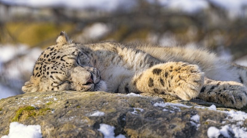 (с) Tambako the Jaguar. Ирбис, как и все кошачьи, очень любит спать. Интересно, почему? 