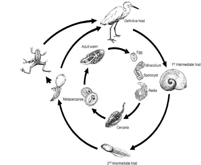 источник картинки: elementy.ru