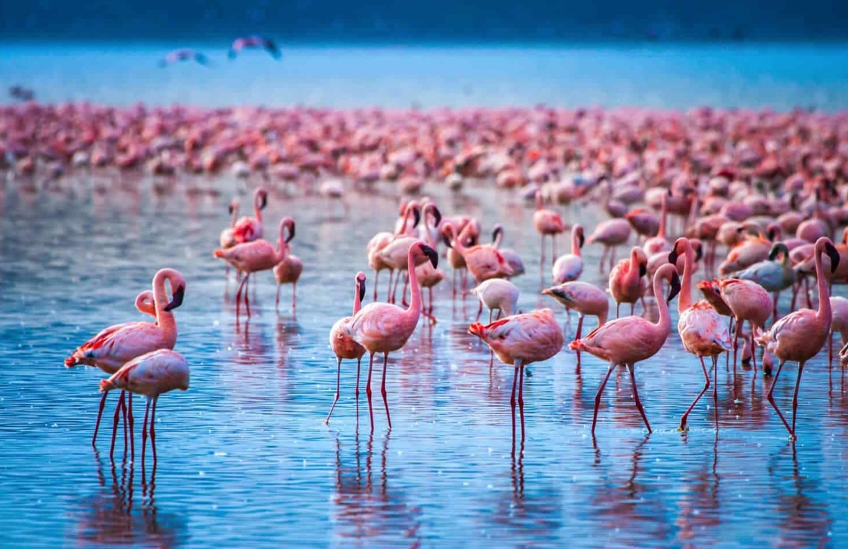    Фламинго собираются большими колониями для защиты от хищников, совместного поиска пищи и успешного размножения. Источник фотографии: msn.com