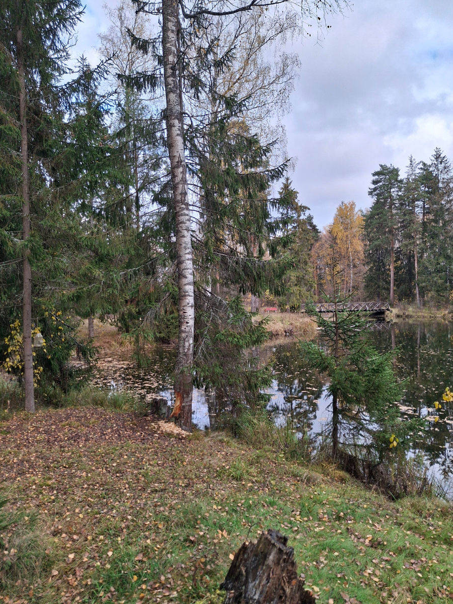 Погрызенная бобрами береза на его берегу.
