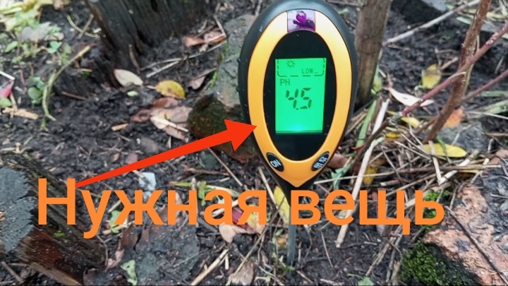 Щуп в деле. Кислотность 4,5ph под голубикой.