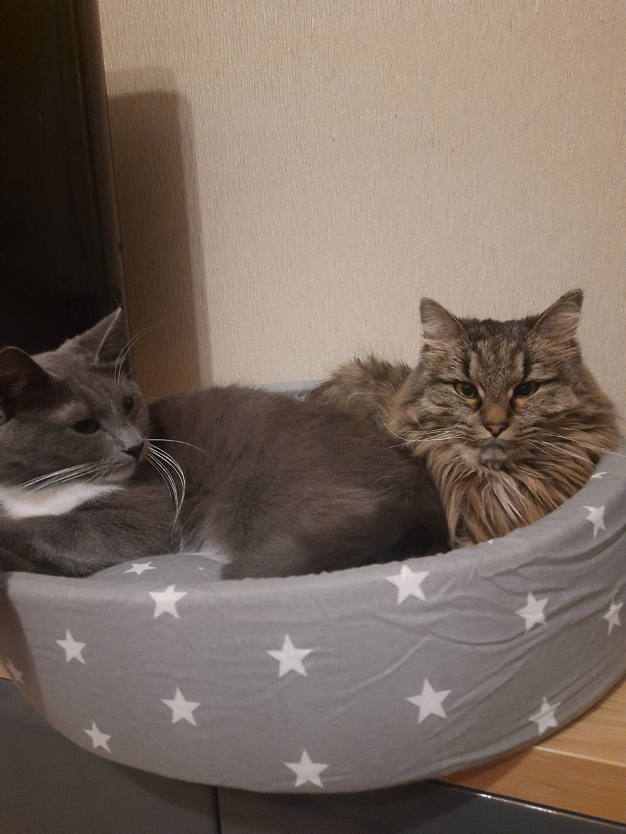 Меховые тоже ищут где поуютнее. Жан-Батист и Вася