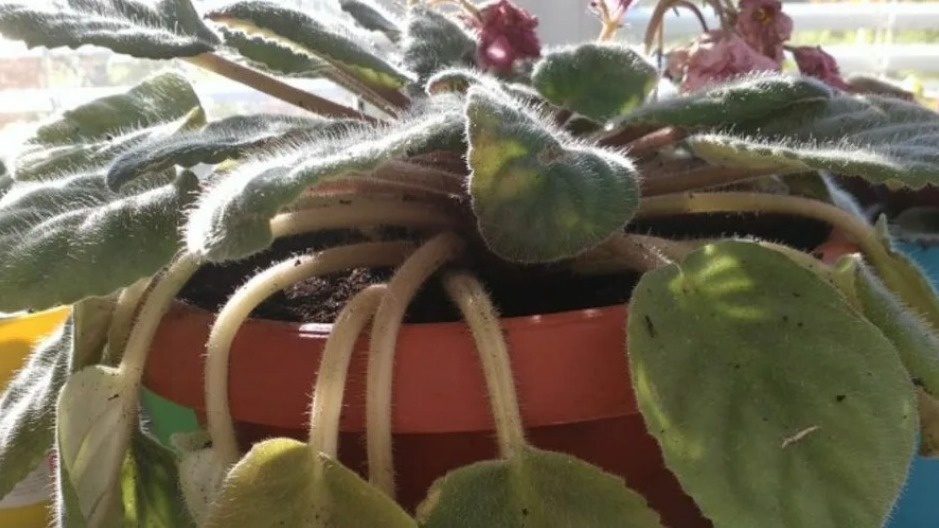 Разбавляю перекись водорода в пропорции 1 к 100. Фиалки благодарят цветением