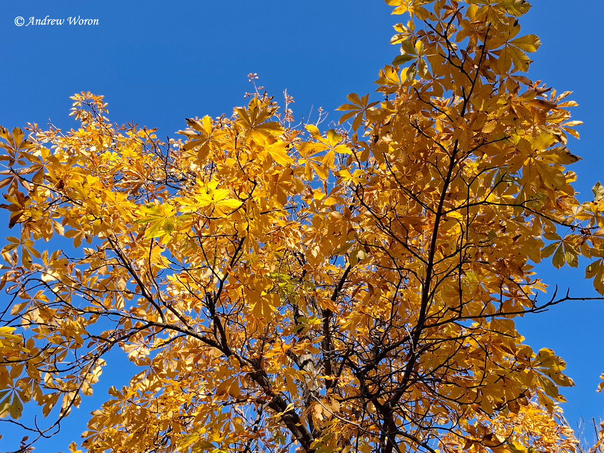 Осенний каштан