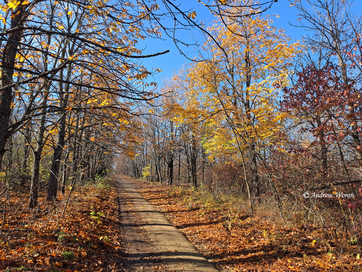 Просека от полустанка до поселка