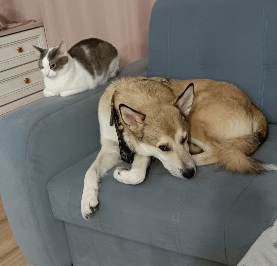 🥳 Барон, он же Беляш, шлет горячий привет из дома! 🏡❤️