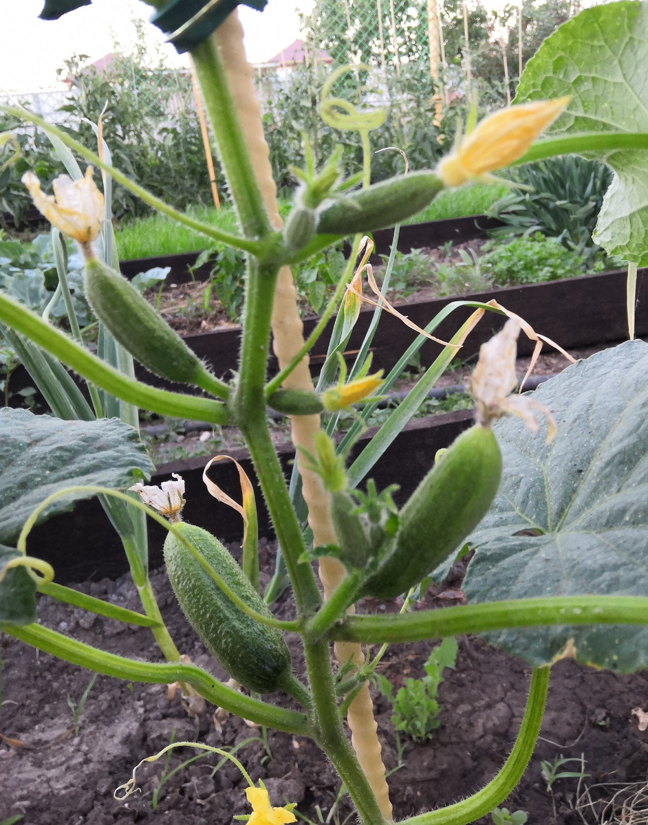 Фото: Зеленая леди, сад, семья и томатный сок