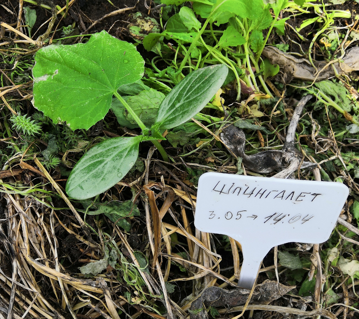 Фото: Зеленая леди, сад, семья и томатный сок