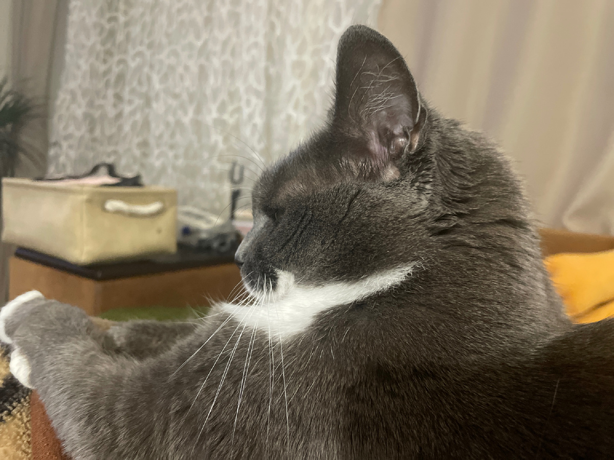 Муся. Мы ее подобрали маленьким котенком возле мусорного бака, живет у нас уже  десять лет)