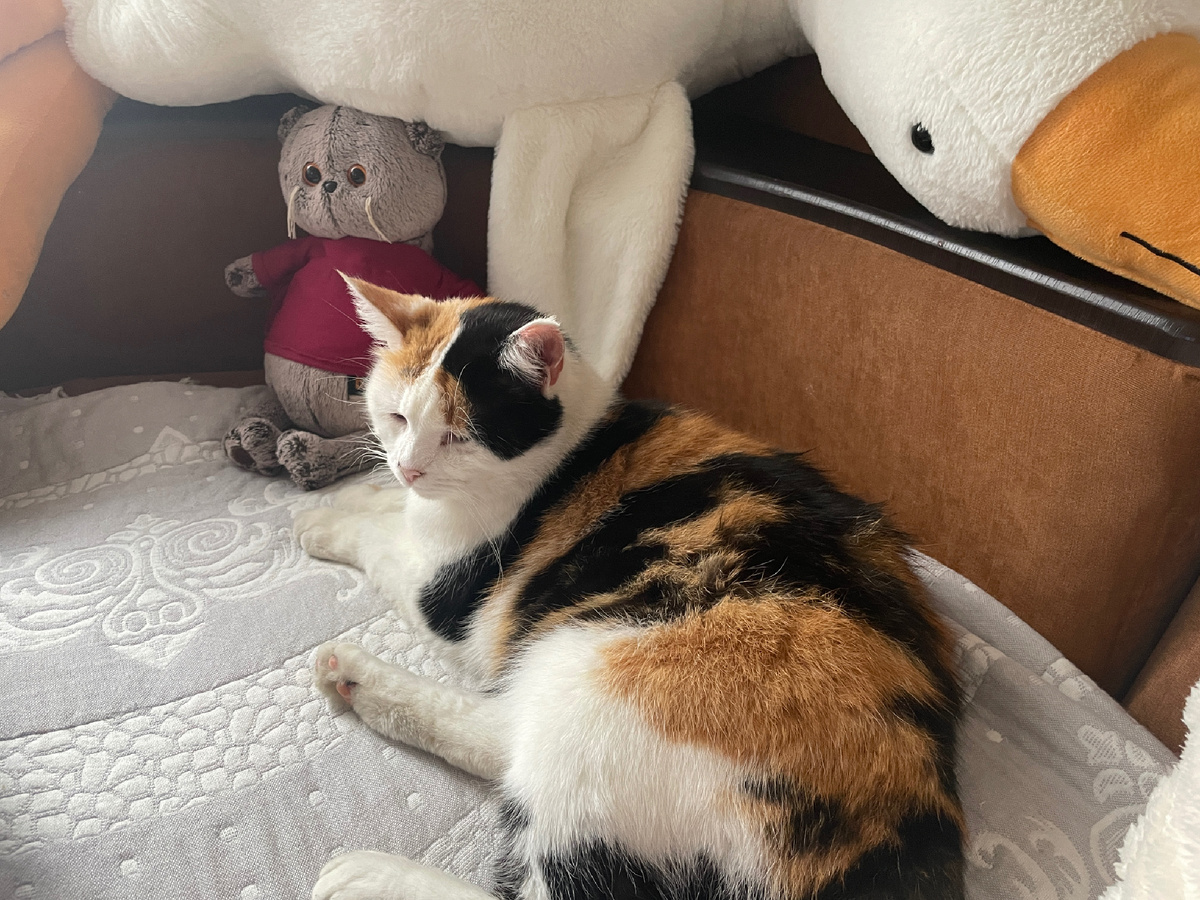 Коша, вот как два года живет у нас, пришла к нам во двор взрослой кошкой, вначале мы ее подкармливали, а потом забрали в дом.