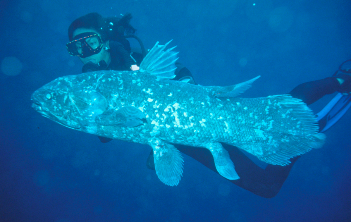 Современная латимерия