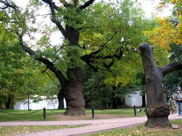 Дубы в парке Коломенское