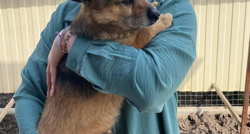    Любят своих хозяев до беспамятства: четыре породы собак, которые будут с вами везде где вы не были бы