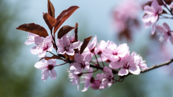 Моя слива каждый год обещала урожай красивым цветением, но обманывала