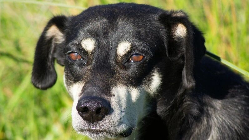    Фото: gustavoquiroga/Shutterstock/Fotodom