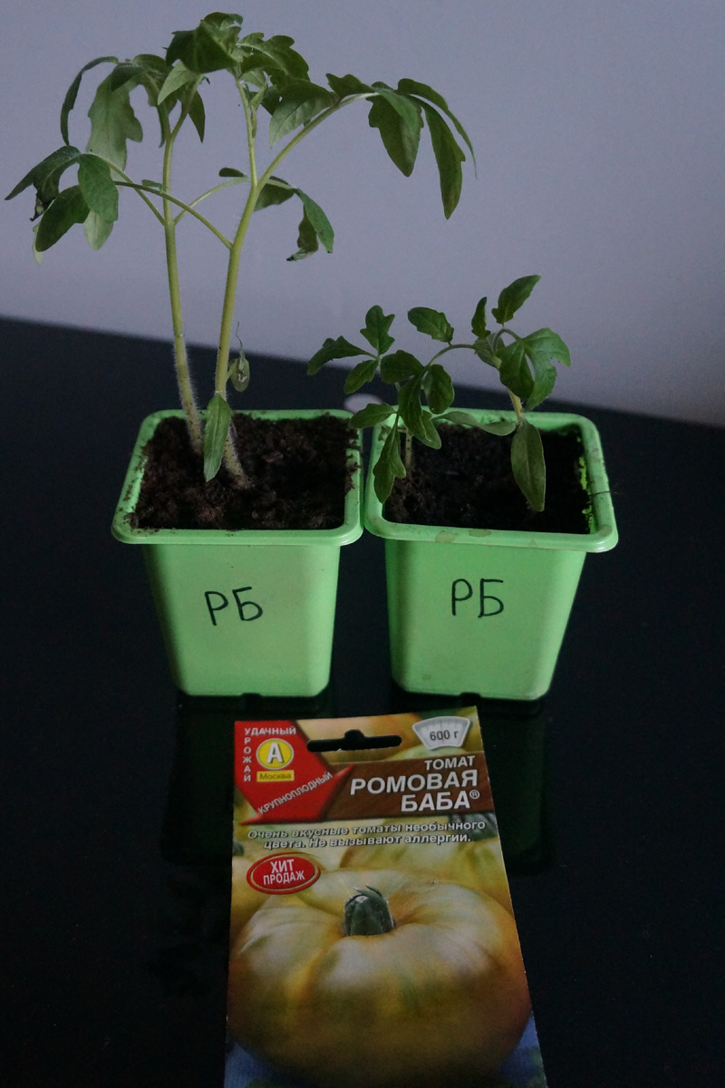 Фото: Зеленая леди, сад, семья и томатный сок