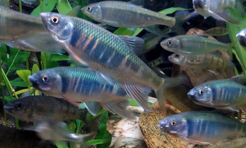 Закко обыкновенный