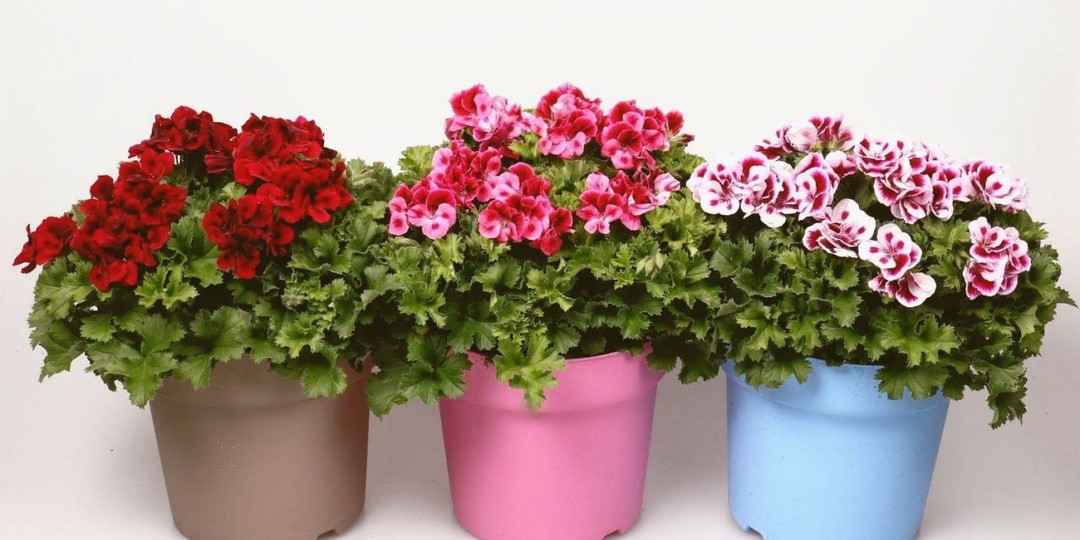 #сад_и_огород