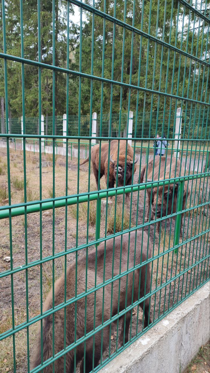 Вот они красавцы - зубры