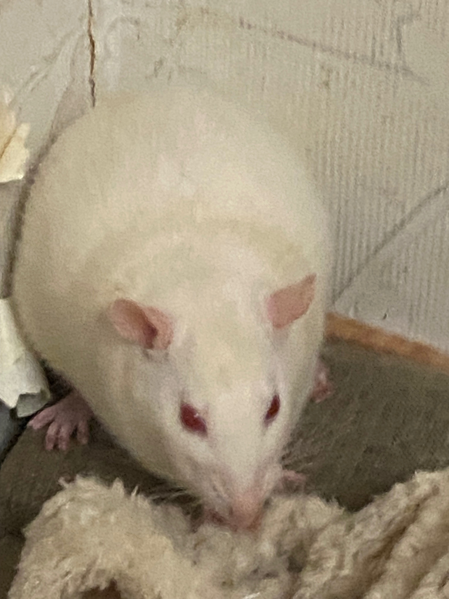 Недовольная