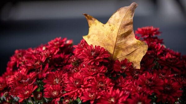    © РИА Новости Крым