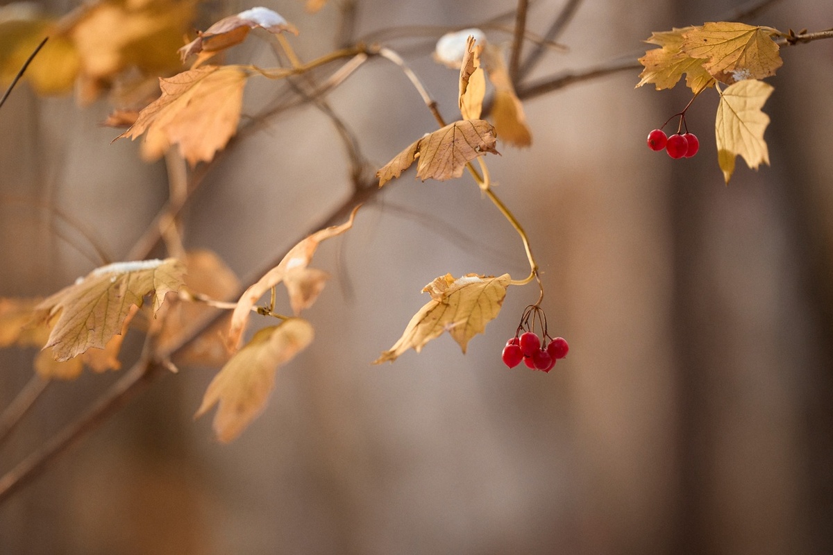 Осень, самое время начать- спасения от хандры, времени дома больше