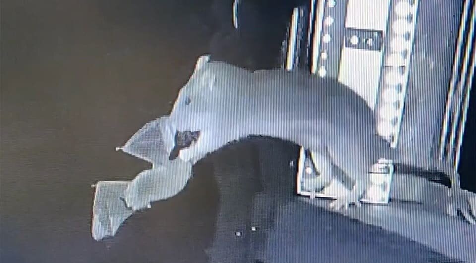   Florian Gloza-Rausch et al. / Global Ecology and Conservation, 2025