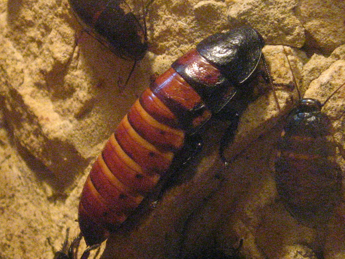     Мадагаскарский шипящий таракан, Gromphadorhina portentosa Dezidor / Wikimedia Commons, CC BY 3.0