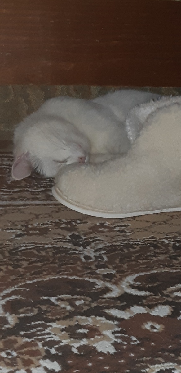 Я - сама простота, восемь лапок, два хвоста.