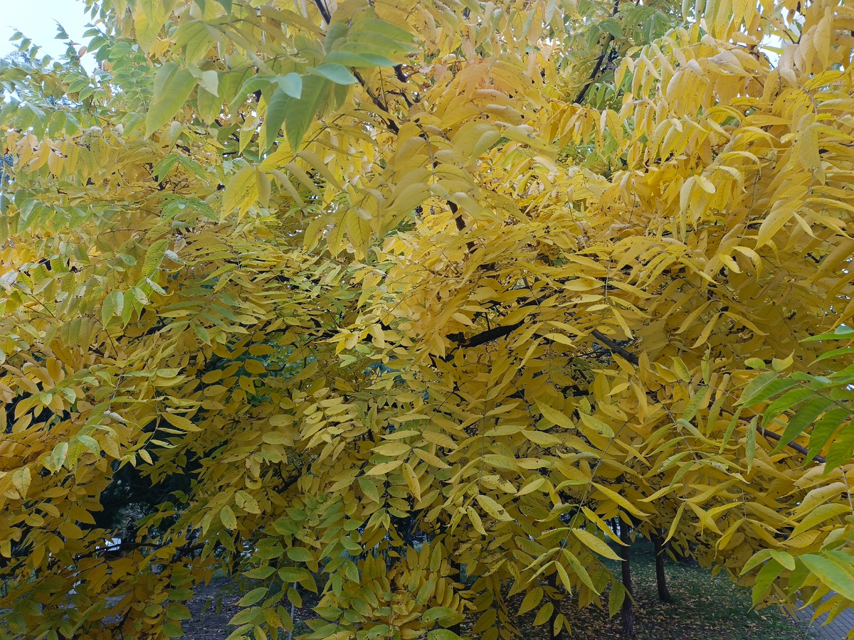 Адлер, ЖК "Летняя резиденция", октябрь 2025 года