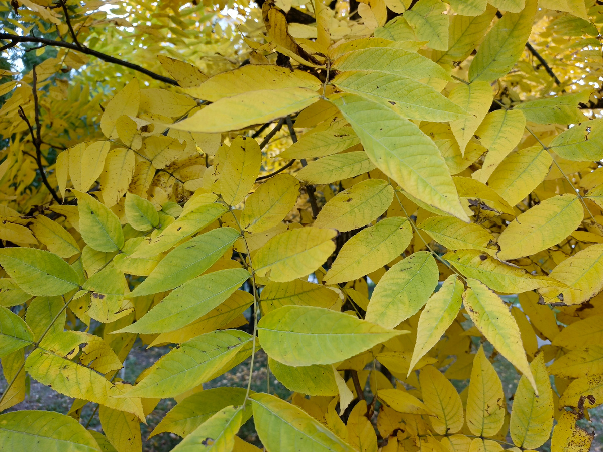 Адлер, ЖК "Летняя резиденция", октябрь 2025 года