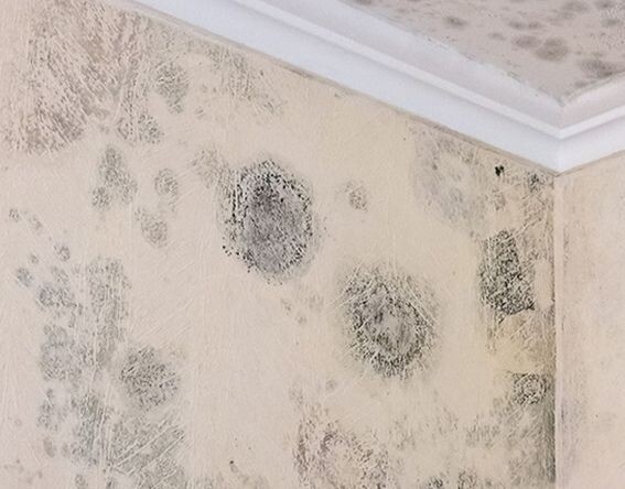 Плесень - первый признак того, что в стене жтвет точка росы