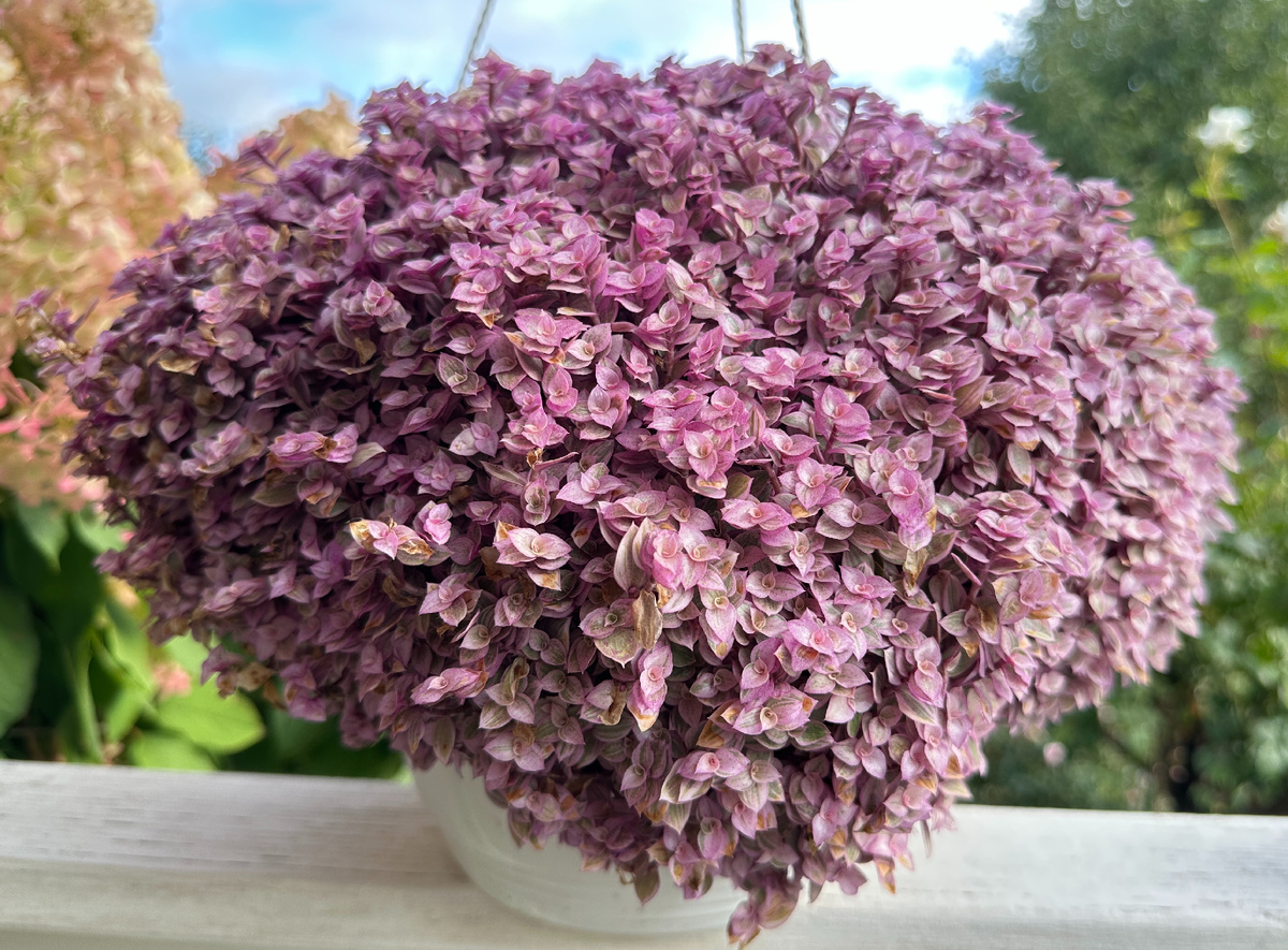 Такой Пантера стала в конце дачного сезона.