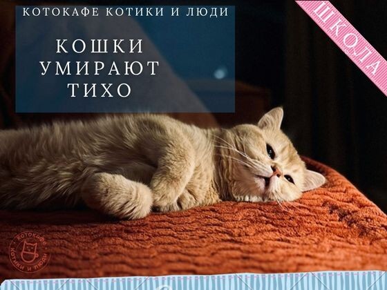 Почему кошки умирают тихо: сложная правда, о которой никто не говорит