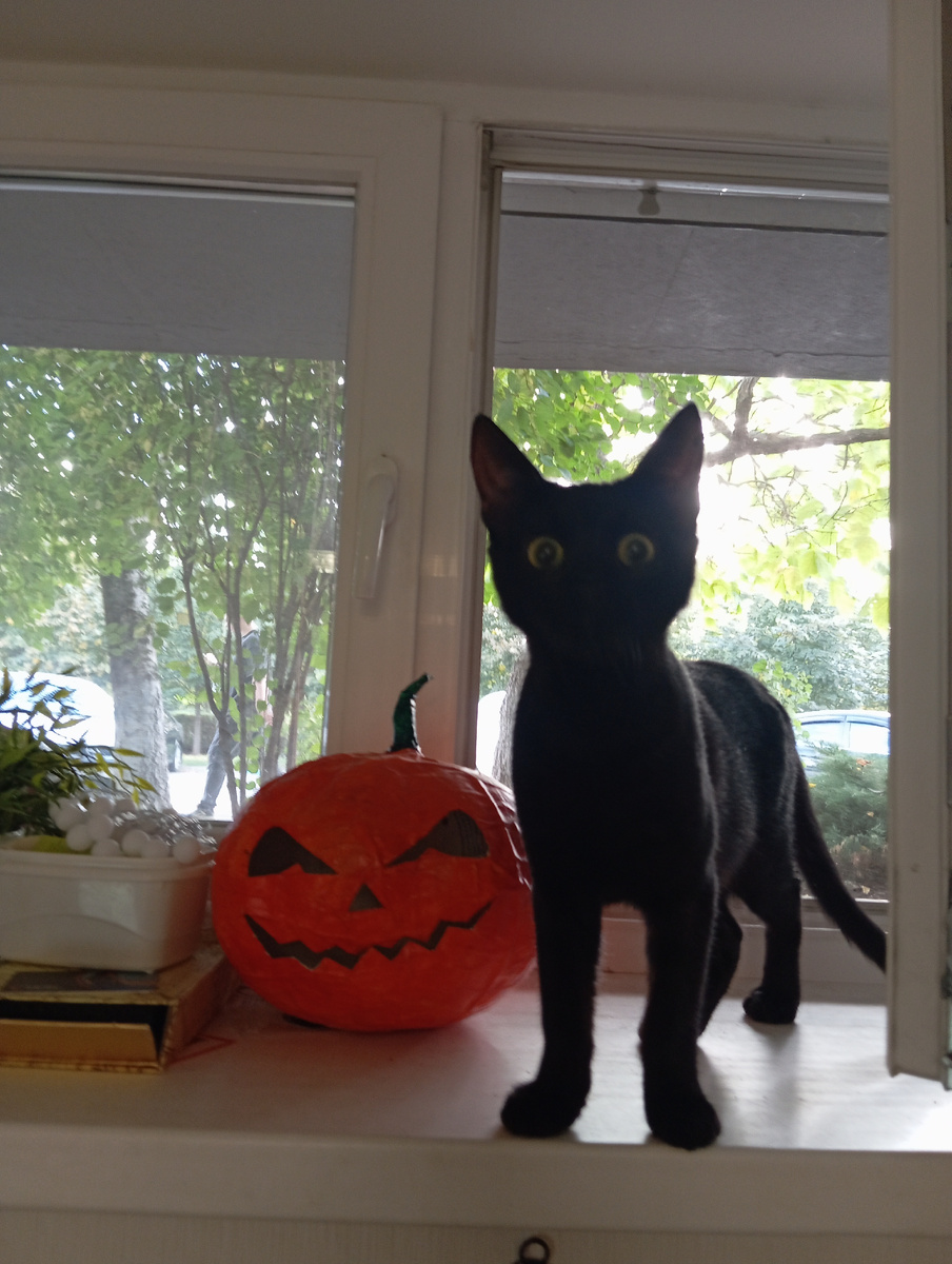 Тот самый чëрный котик