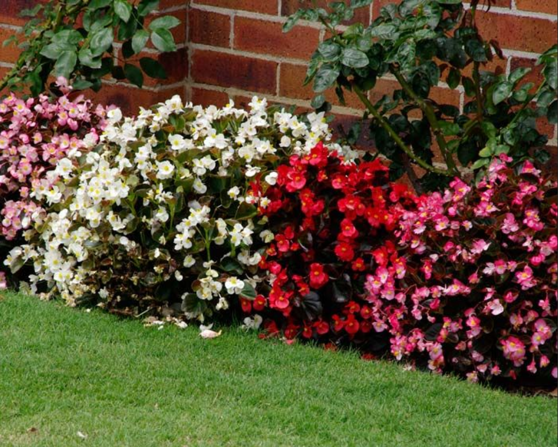 Бегонии вечнозеленые в ландшафте