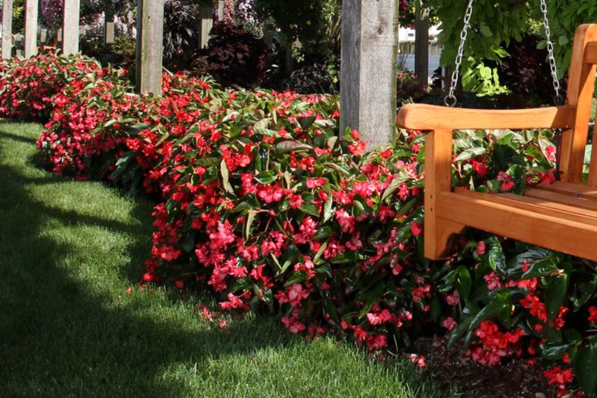 Бегонии вечнозеленые  у забора