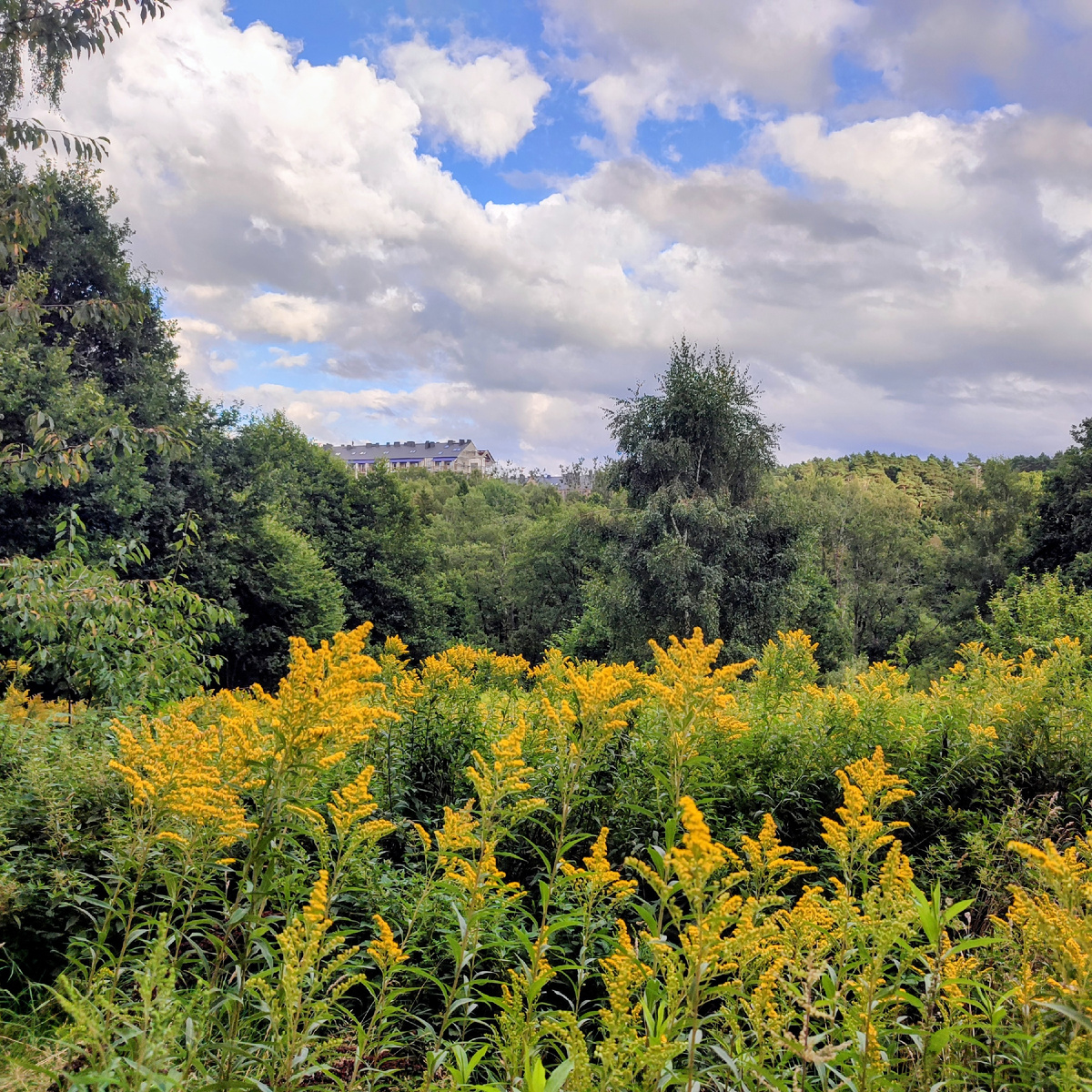 Майское, и жк Лесная сказка вдалеке
