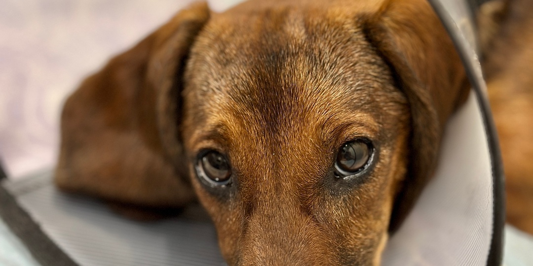 💔🆘 Моника пережила ад, теперь ей нужна наша поддержка! 🆘💔
