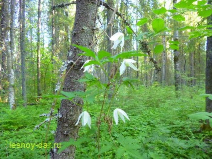 Княжик сибирский на востоке Вологодской области (фото с блога "Лесная кладовая")