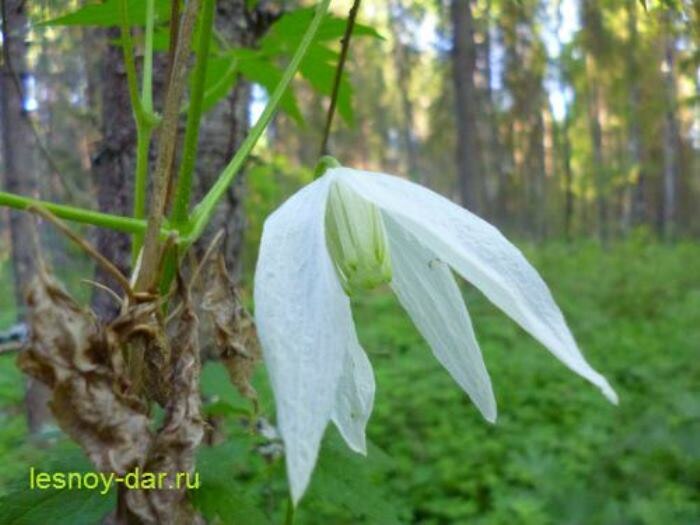 Цветок княжика сибирского (фото с блога "Лесная кладовая")